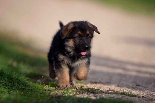 UNADJUSTEDNONRAW_thumb_a28