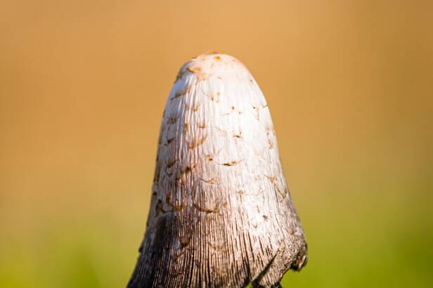 _MG_5418 Herfst